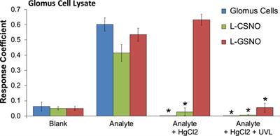 Hypoxia releases S-nitrosocysteine from carotid body glomus cells—relevance to expression of the hypoxic ventilatory response